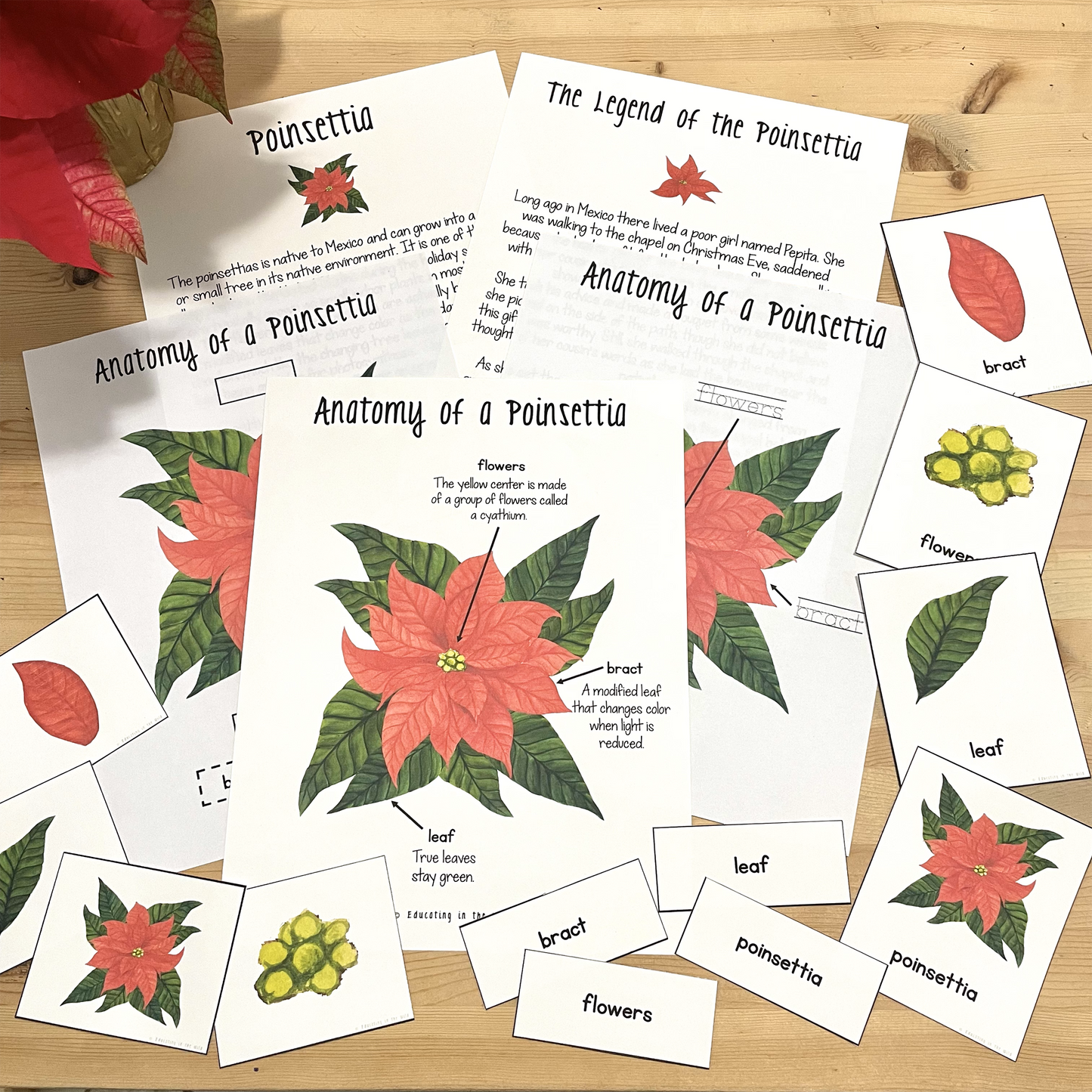 Poinsettia Mini Unit