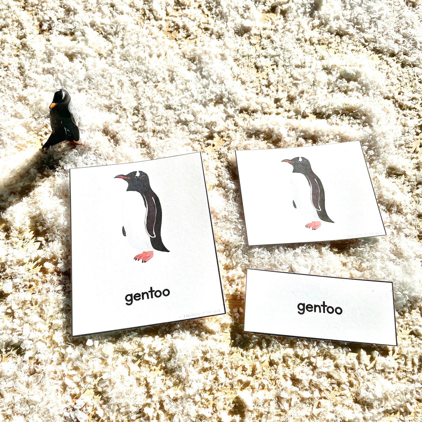 Penguin Unit Study