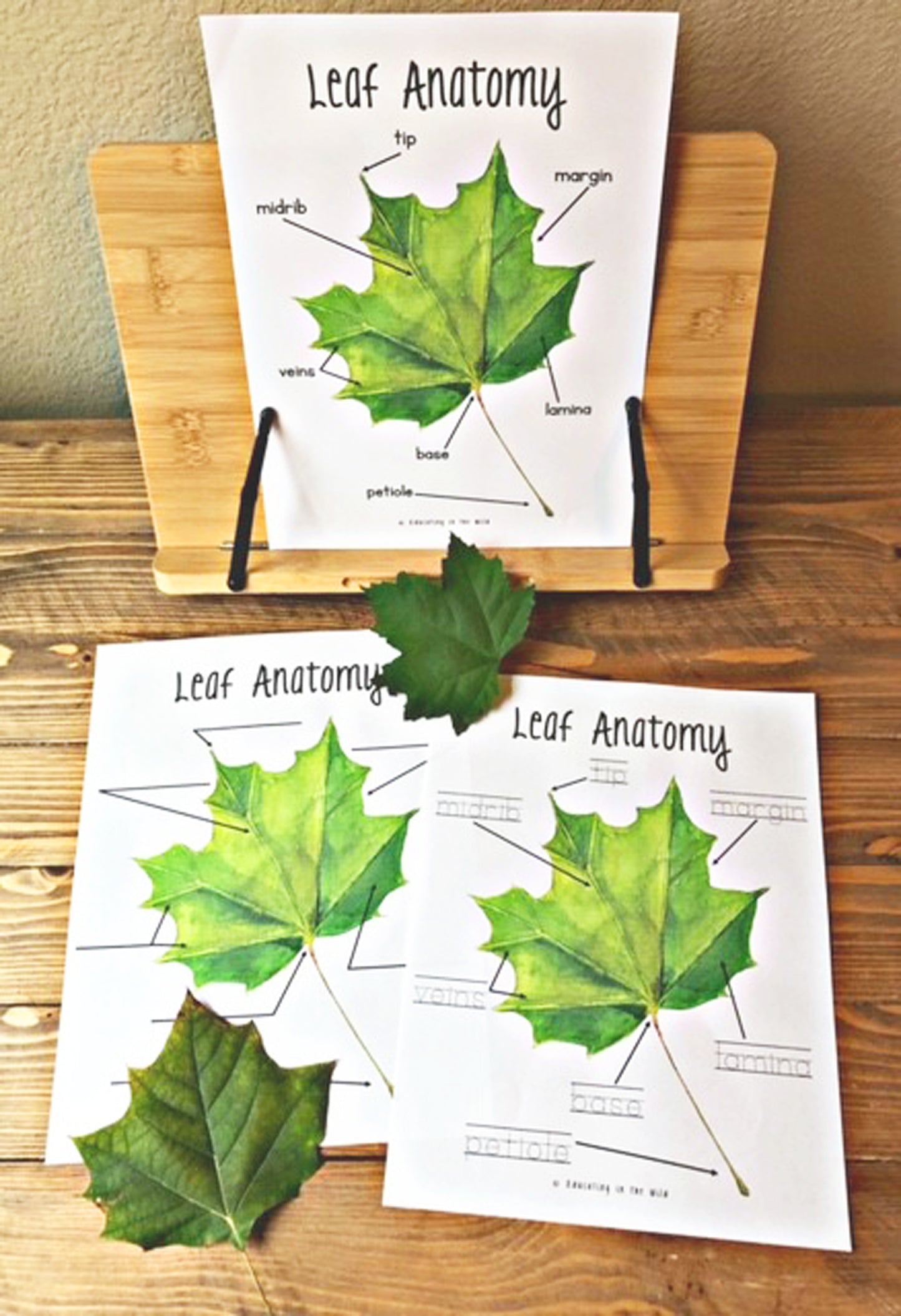 Fall Leaf Study