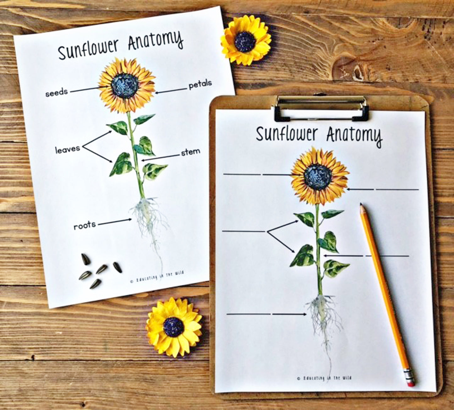 Sunflower Mini Unit