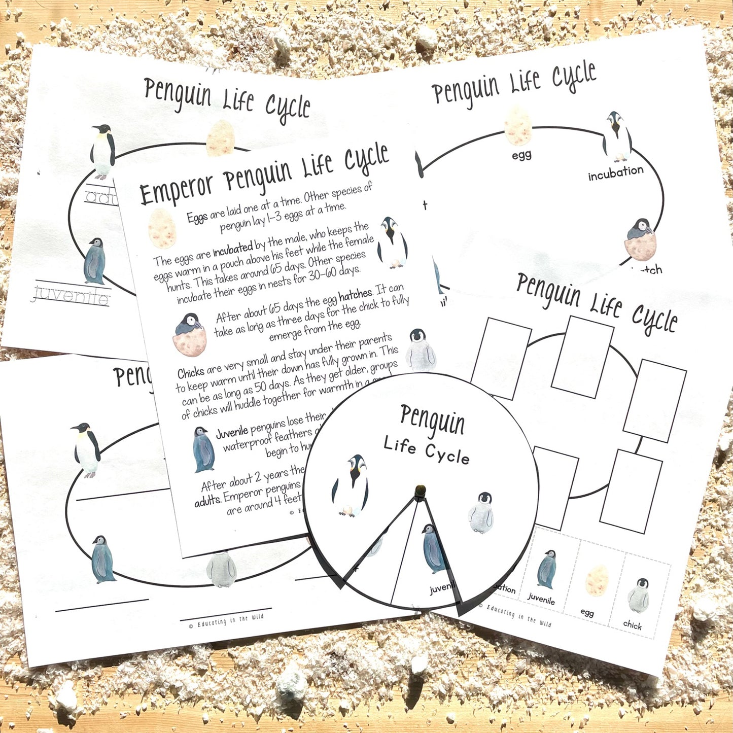 Penguin Unit Study
