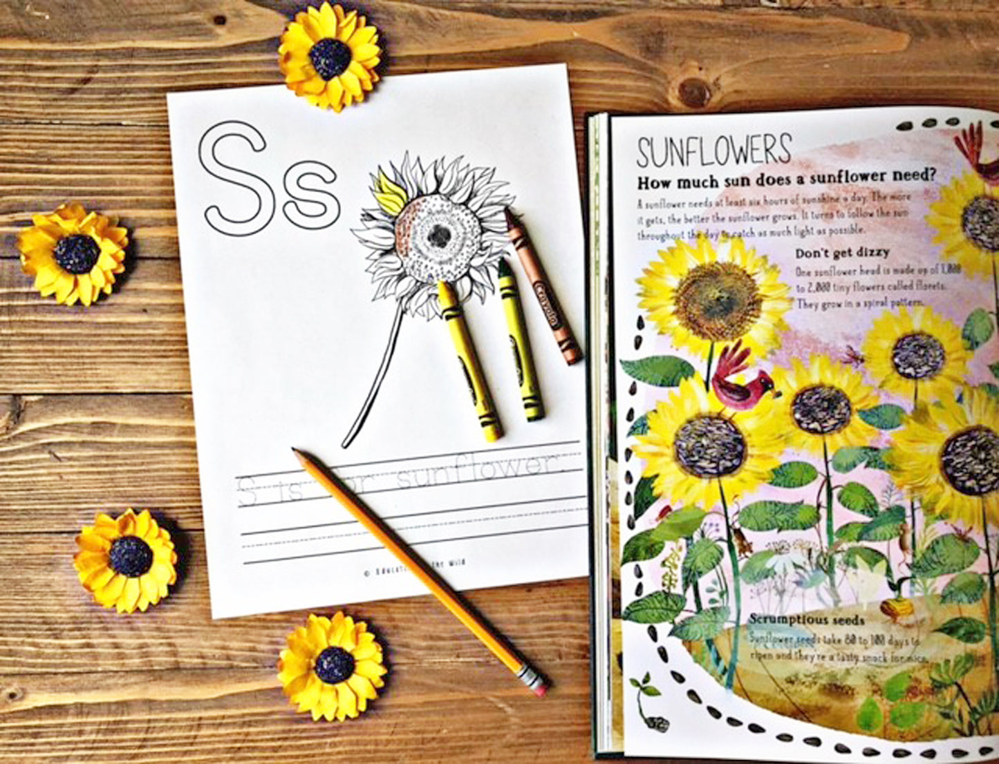 Sunflower Mini Unit