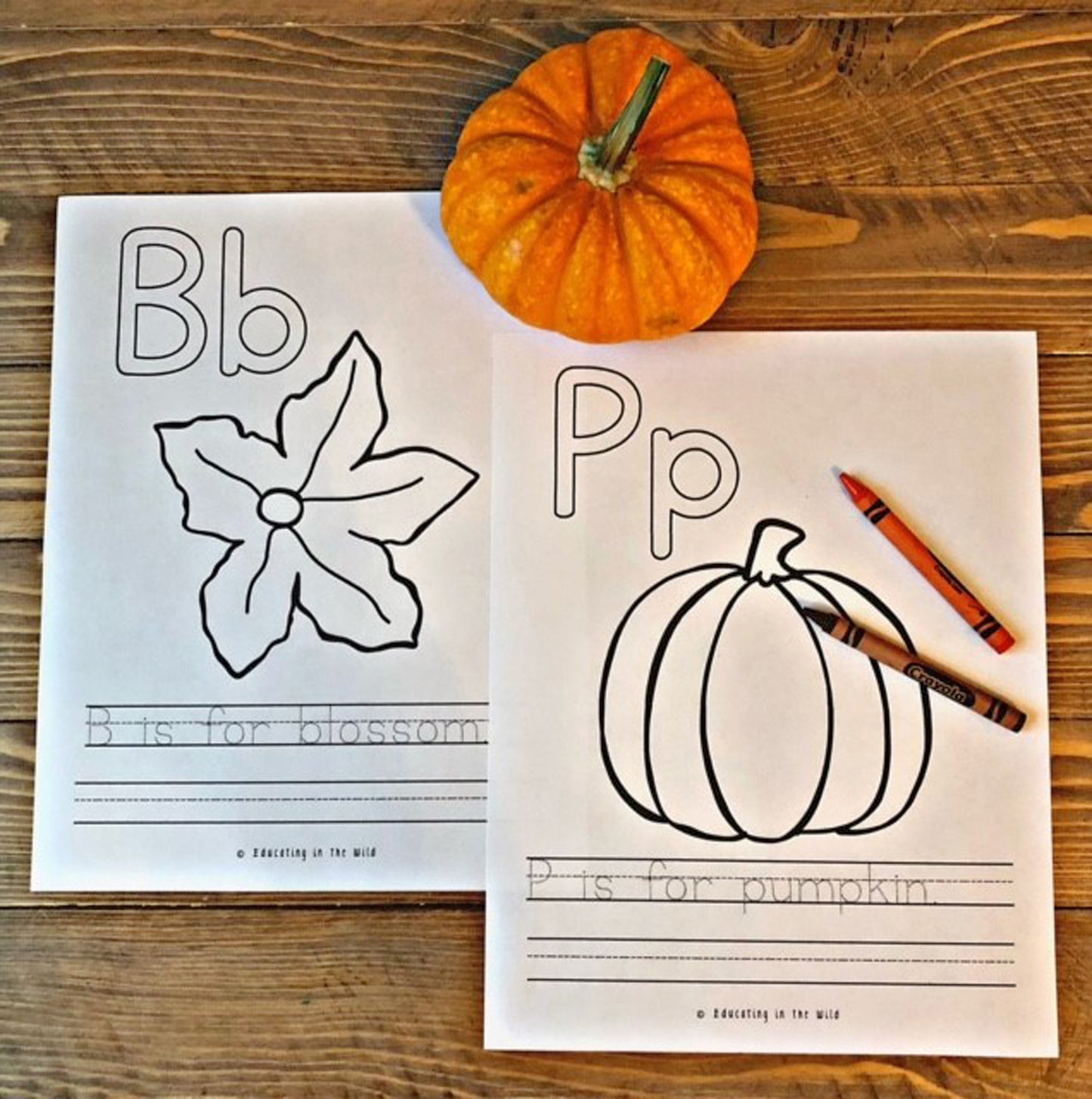 Pumpkin Unit Study